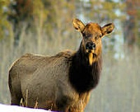 elk9.jpg