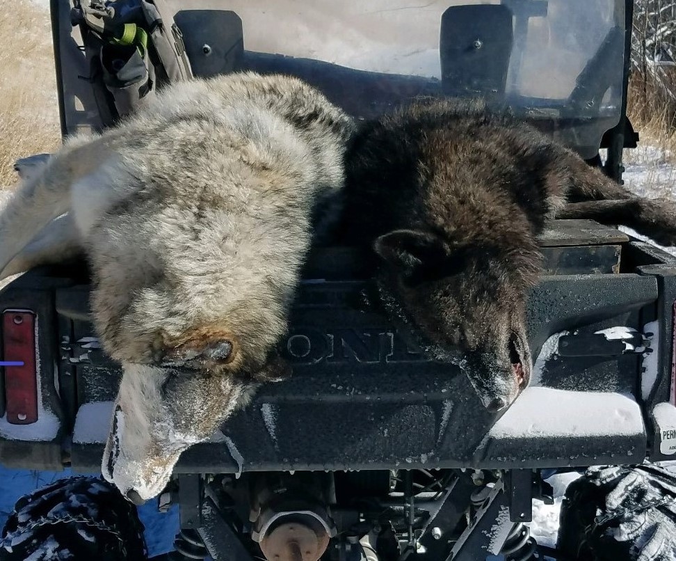 silver creek varmit 2.jpg