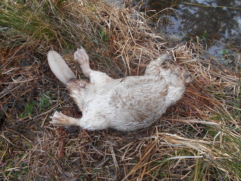 #2muzzlyelk.jpg