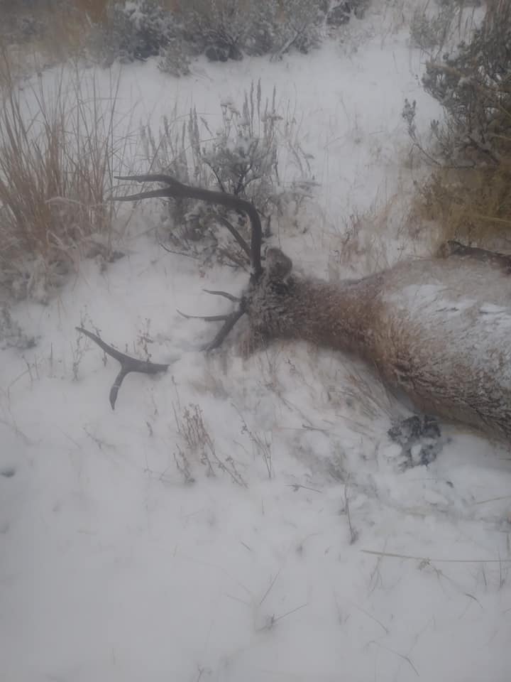 2018 elk.jpg