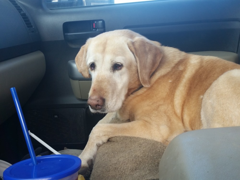 1111111111111holly in pick up.jpg