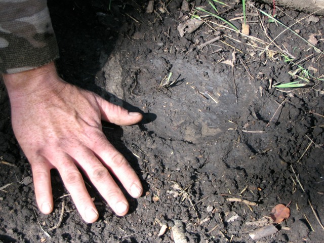 ImageUploadedByTapatalk1361421528.536130.jpg