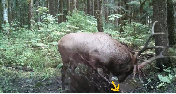 WallowElkA.jpg