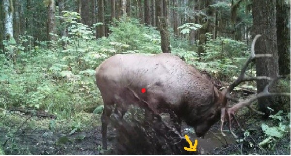 WallowElkA.jpg