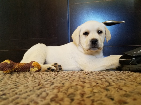 Larry's Pup Pic.jpg