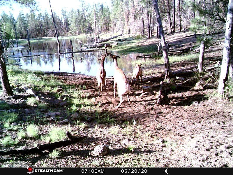 STC_0251 Wapiti Talk.jpg