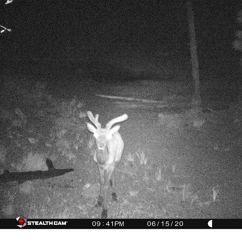 zombie elk.jpg