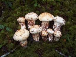 Pine_mushrooms_or_Matsutake_mushrooms.jpg