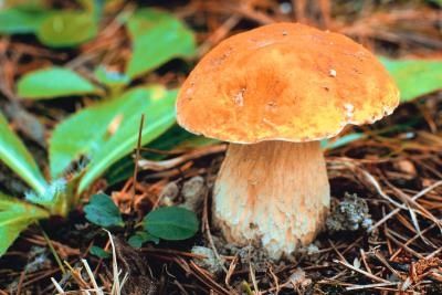 King Bolete.jpg