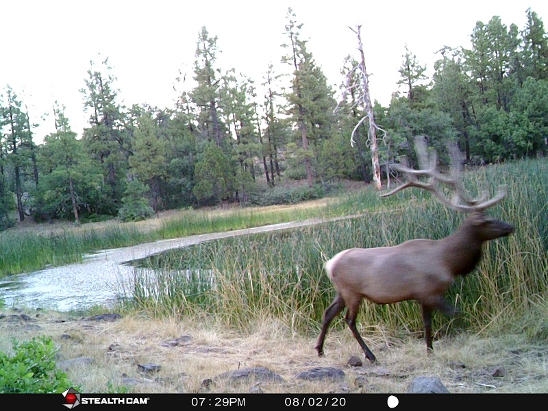 Elk trail cam wapiti talk.jpg