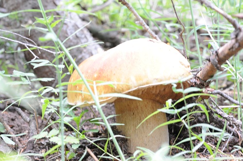 Bolete good.jpg