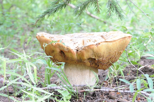 Bolete Blownout.jpg