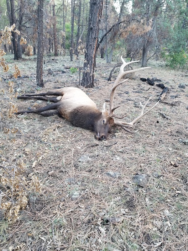 Scott elk wapiti.jpg