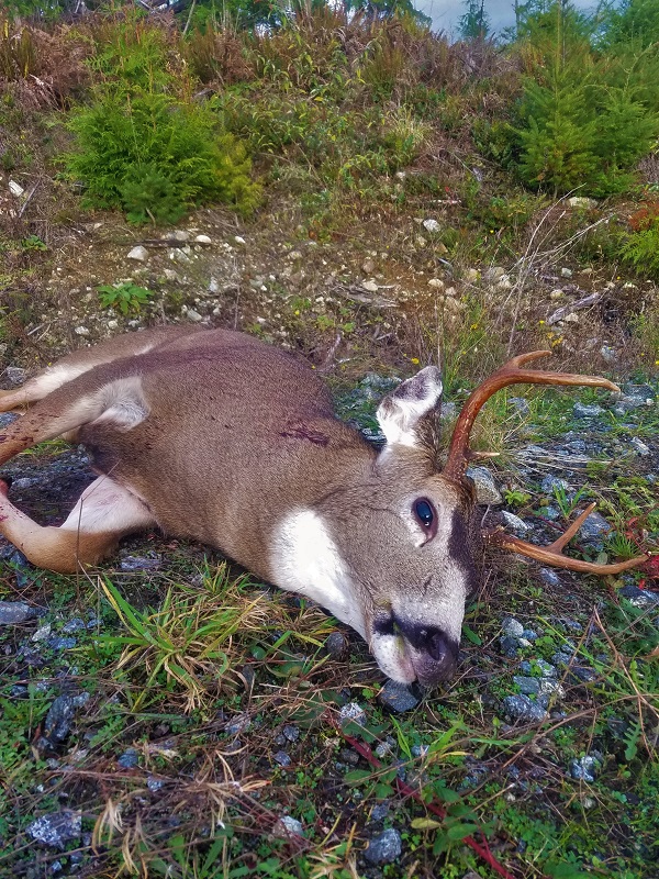 2016 buck (2) resize.jpg