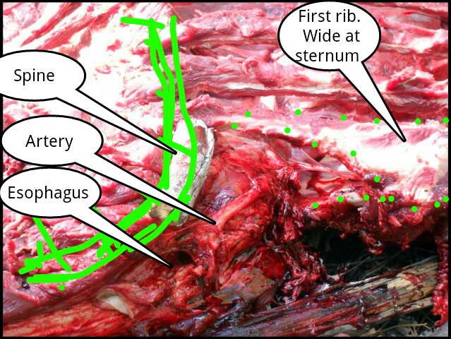 elk atopsy.jpg