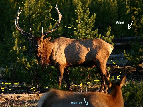 Trail Bull Mark Up.jpg