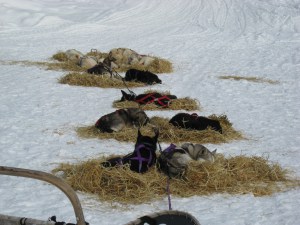 Bedded down.jpg