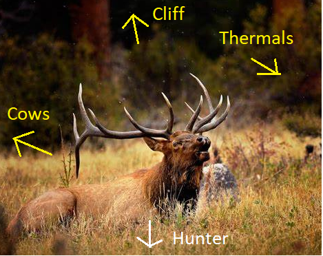 Bed Time Elk.png