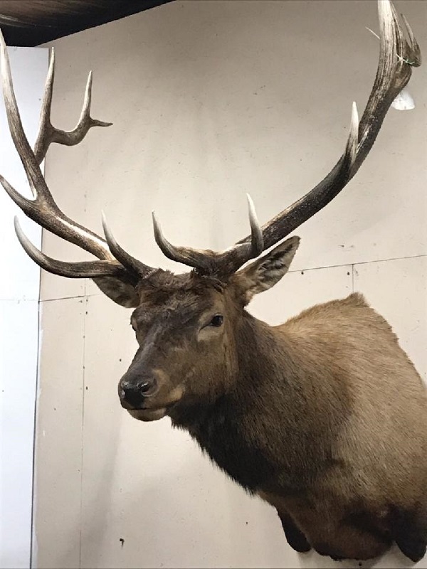 2017 Elk taxidermy wapiti talk.jpg