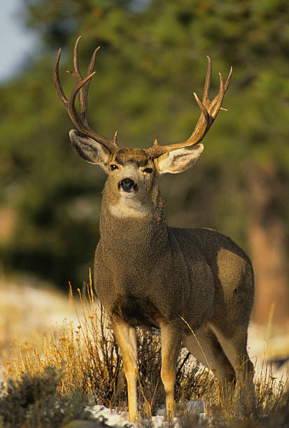 Rory's Mule Deer, November 2021.jpg