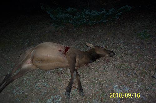 cow 2010.jpg
