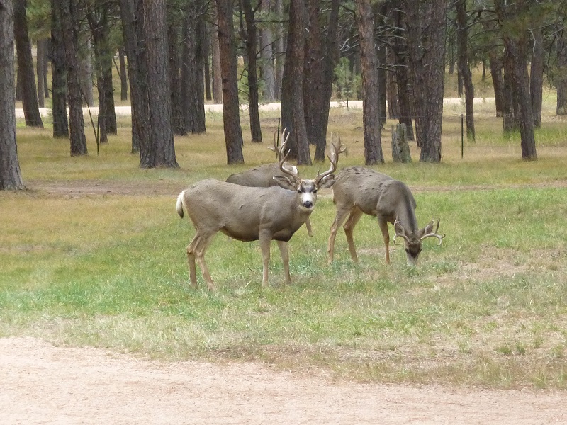 around home buck.jpg