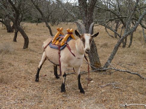 3 haney with saddle resized.jpg