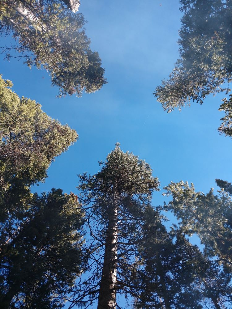 treessky.jpg