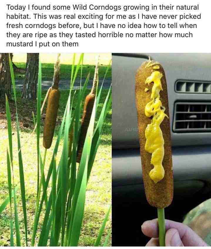 Wild Corndogs.jpg