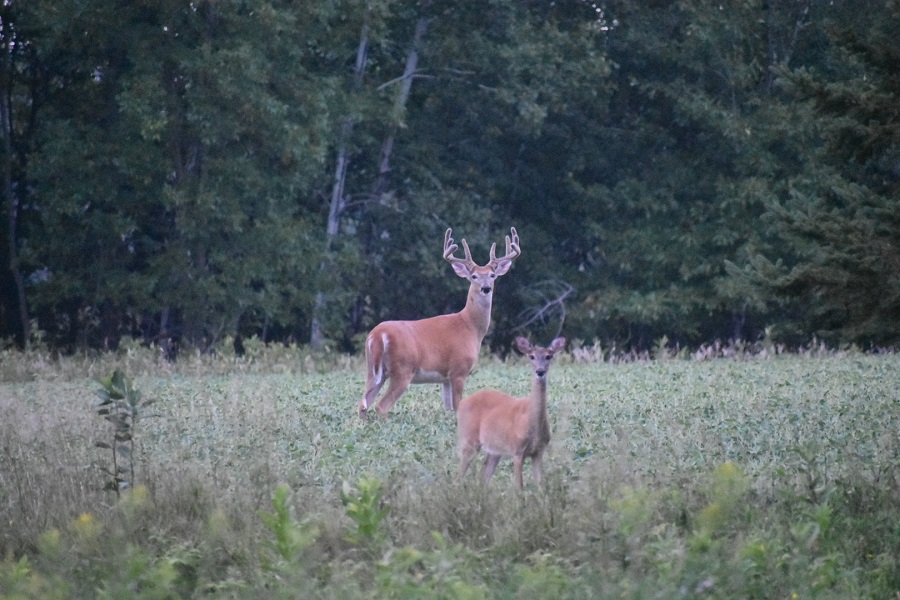 #6 JUL- Where the Deer Roam-Tigger.jpg