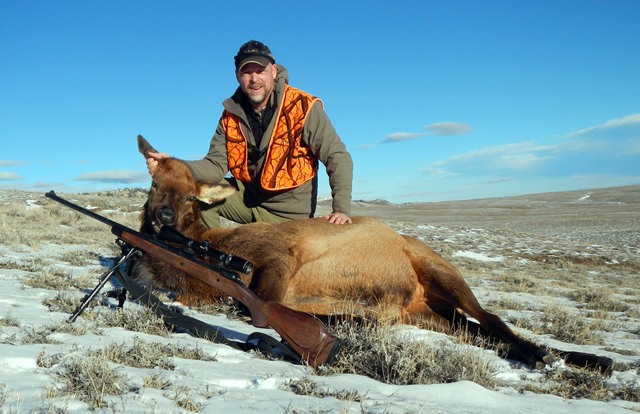 SV Cow elk 2012.jpg