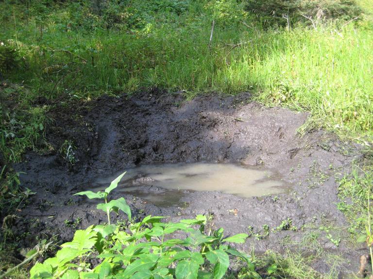 Wallow 1.JPG