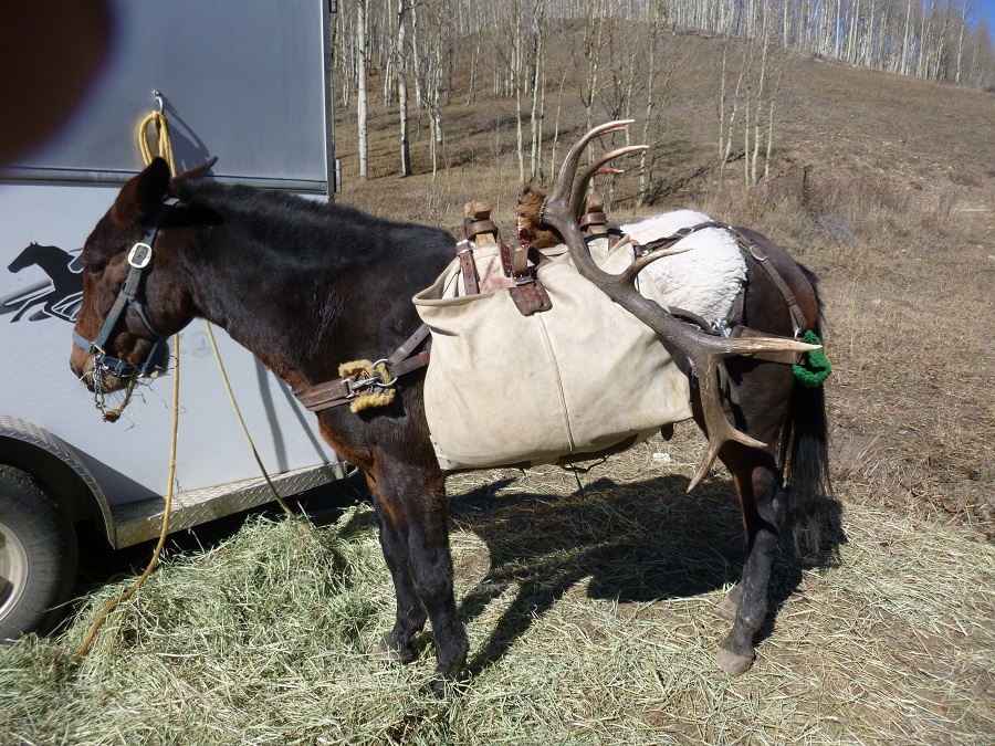 Roscoe  and elk.jpg