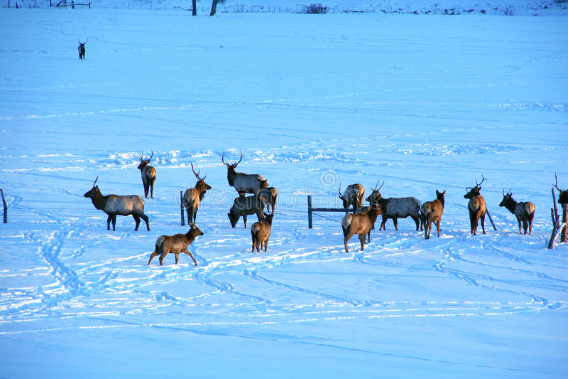 elk-snow-crossing-ranch-pasture-sunset-kremmling-colorado-59956393.jpg