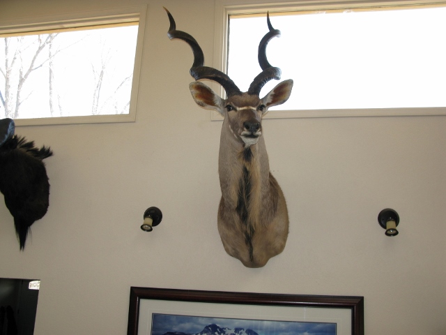 kudu 001 (640x480).jpg