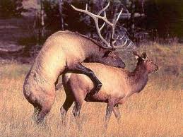 elk.jpg