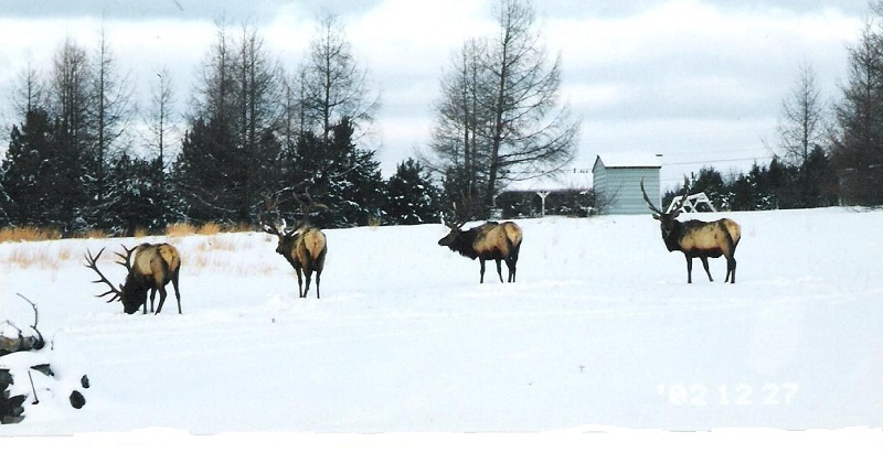 Bull3resized.jpg