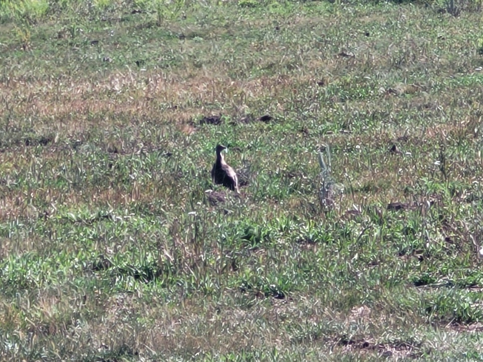 10 look at the grouse.jpg