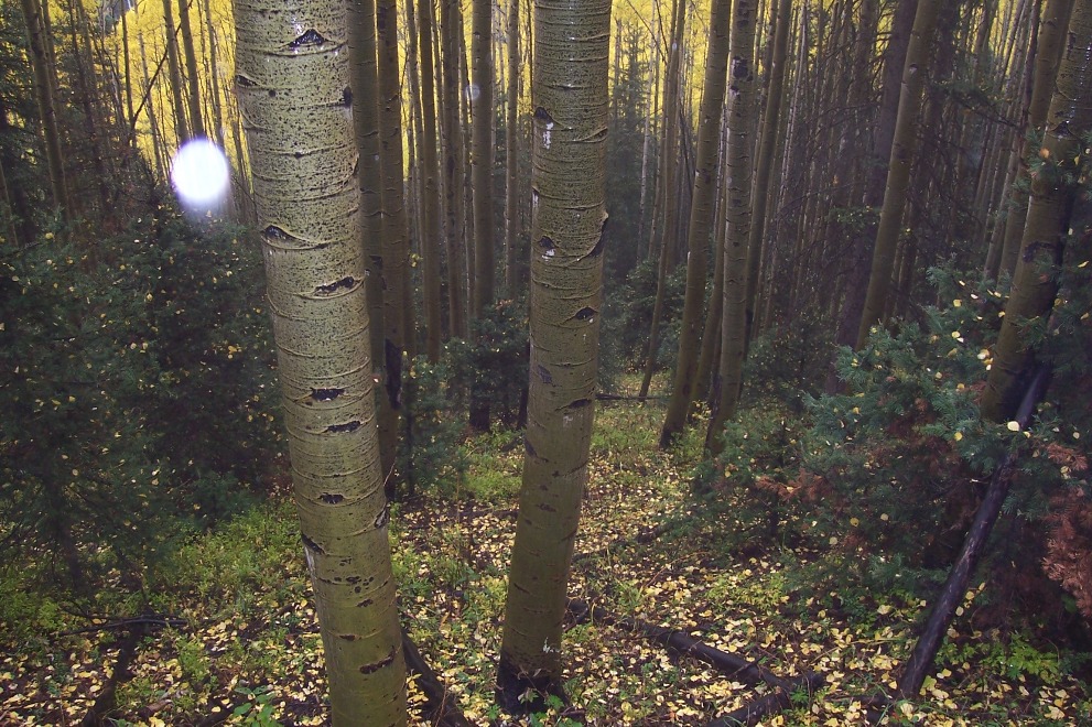 naturally decorated christmas trees.JPG