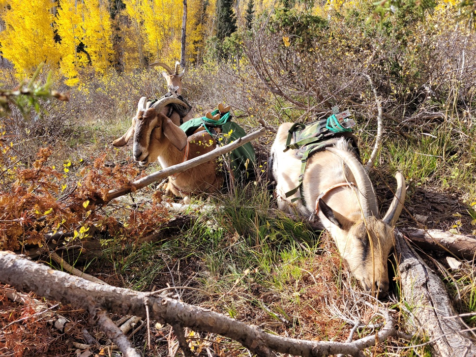 14 day one hunt eb napping - resized.jpg
