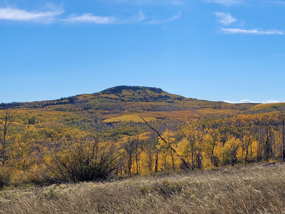 02 aspens resized.jpg