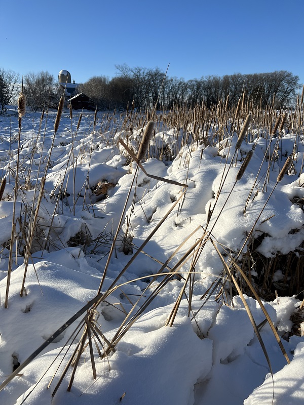 Winnie cattails resized.jpg