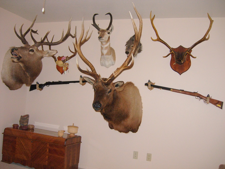 trophy wall bulls.jpg