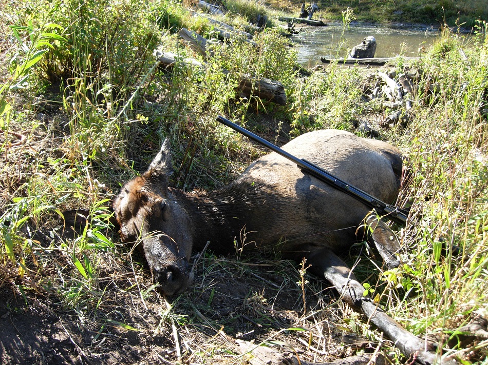 elk out of beaver pond.jpg