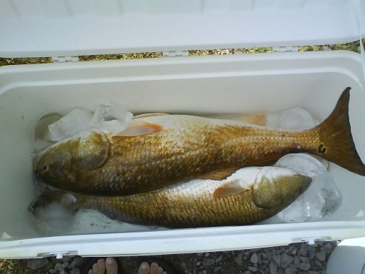 Bull Reds1.jpg