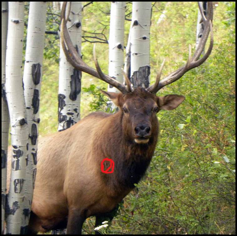 Bull-1.JPG