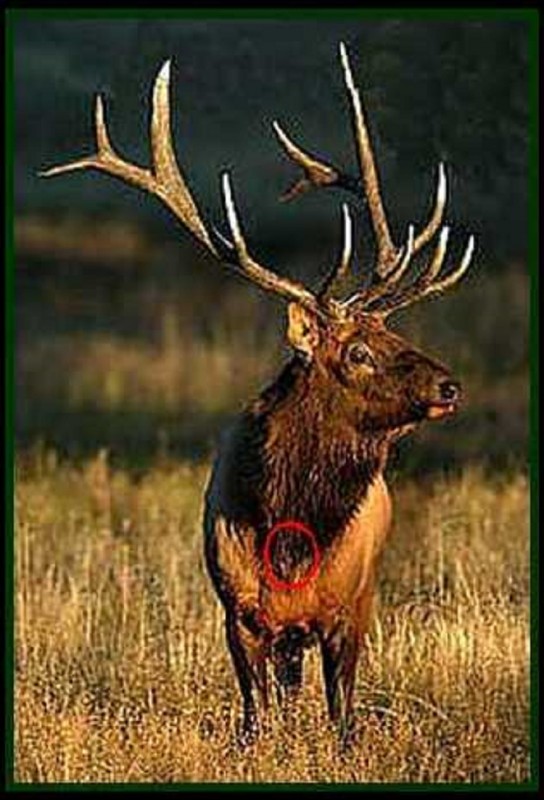 Bull-2.JPG