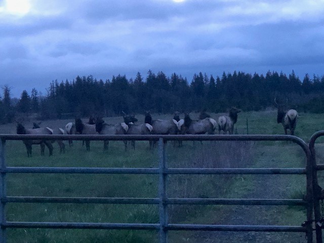 Sheep.jpg