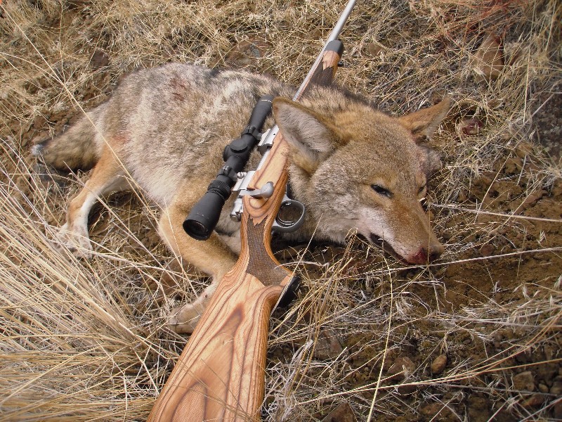 Coyote.JPG