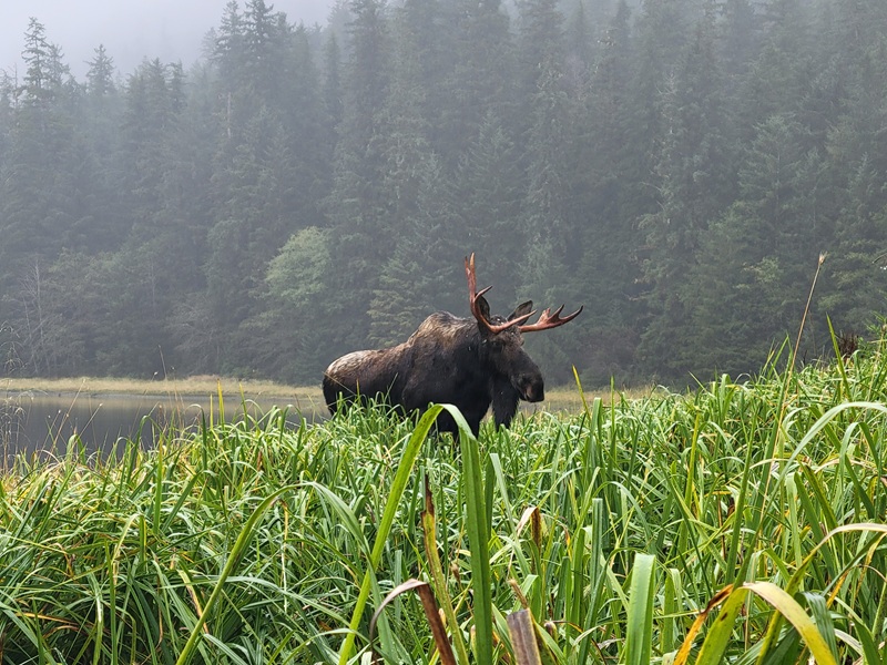 Moose - resize.jpg